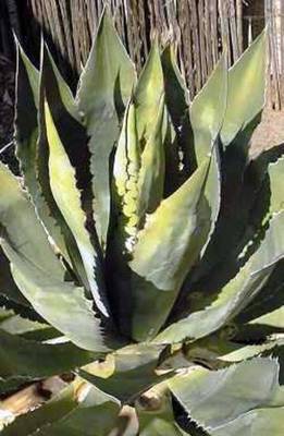 AGAVE MAXIMILIANA